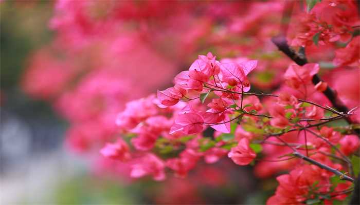 黑龙江十大赏花胜地