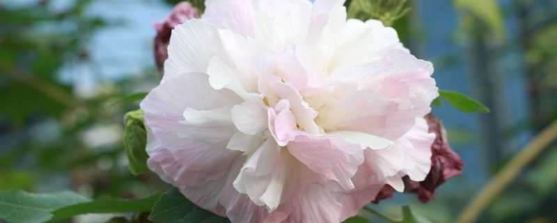 百合花代表什么