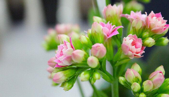 冬天什么花开 冬天有哪些花开