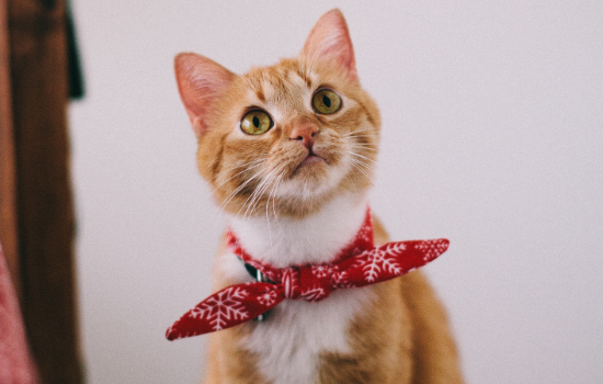 长毛橘猫是怎么来的