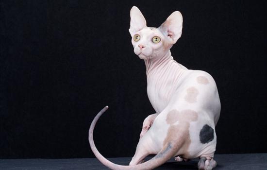 斯芬克斯猫一天喂几顿
